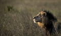 FILE - In this Saturday, Jan. 25, 2014 file photo, a male lion looks out over the savannah at dusk prior to being shot with a tranquilizer dart, in order to fit a GPS-tracking collar, by a team led by the Kenya Wildlife Service (KWS) in Nairobi National Park in Kenya. A lion attacked and injured a 63-year-old man Friday, March 18, 2016 after straying out of the Nairobi National Park onto one of the country’s major highways during peak morning traffic, a Kenyan wildlife official said. (AP Photo/Ben Curtis, File)