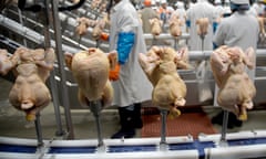 Workers and chicken carcasses at a processing plant in the United States.