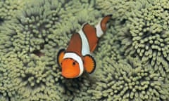 Clownfish