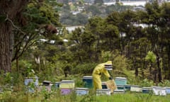 A beekeeper examines a beehive in Auckland, New Zealand