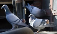 Photograph of carrier pigeons