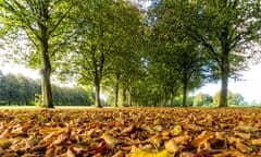 Lime trees at Marbury Country Park