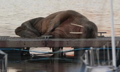 Thor seen resting on a wooden pontoon at Blyth yacht club