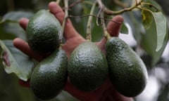 Green avocados hang from a tree