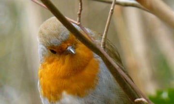 Woodland robin also spotted me...