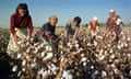 Women picking cotton in Uzbekistan.