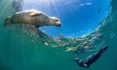 Young female and young male grey seal (Halichoerus grypus) swimming in shallows. Lundy Island, Devon, England, United Kingdom. British Isles. Bristol Channel.<br>HY1X07 Young female and young male grey seal (Halichoerus grypus) swimming in shallows. Lundy Island, Devon, England, United Kingdom. British Isles. Bristol Channel.