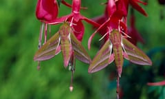 Two gold-and-pink elephant hawk-moths on fuschia flowers