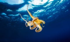 Octopuses show imagination and intention in much of their behaviour and habits. 