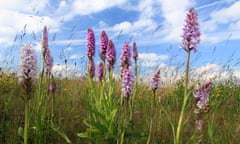 A group of common spotted orchids growing in a meadow