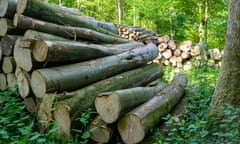 Felled trees in Wiltshire, UK