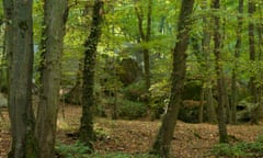 A green autumn forest scene with climbing boulders and a floor of leaves in Fontainbleau.<br>CFF8R9 A green autumn forest scene with climbing boulders and a floor of leaves in Fontainbleau.
fashion-getaway