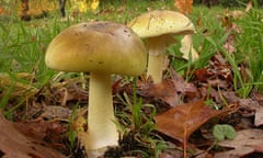 Death cap mushroom