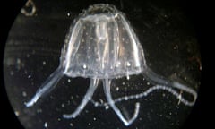 An irukandji jellyfish