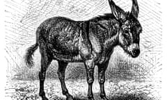 Illustration of a Donkey