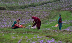 Fields of saffron, Pampore