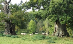 Ancient oaks at Pudleston