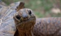 A closeup of the head of an Aldabra giant tortoise