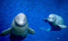 Open-water sanctuary for Beluga Whales<br>Embargoed to 0830 Tuesday June 26 Little Grey and Little White at Ocean World, Shanghai. Sea Life Trust are creating the worlds first open-water sanctuary for Whales. Little Grey and Little White currently held in captivity as show animals, are set to be transported by land sea and air to Klettsvik Bay, Heimay Island in Iceland next June.