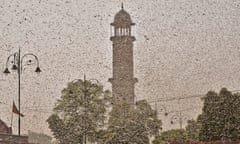 Swarms of locust attack Jaipur, Rajasthan, 25 May 2020