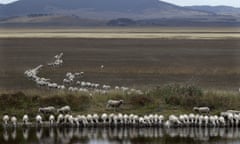 A flock of sheep drink from a dam at the edge of the dried-up Lake George, Australia