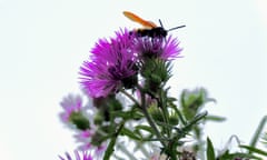 Hornet on thistles in Sorrento, Italy