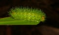 The electric caterpillar, Comana monomorpha