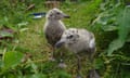 Herring gull chicks.