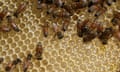 Workers bees in an apiary