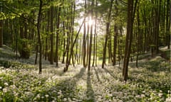 beech woods with drifts of wild garlic