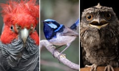 The gang-gang cockatoo, superb fairywren and tawny frogmouth