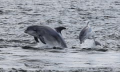 Bottlenose dolphins diving in and out of the water in Scotland