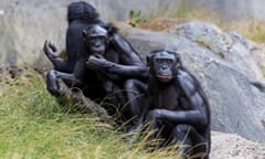 A group of bonobos at San Diego zoo in California