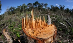 Deforestation in the Brazilian Amazon