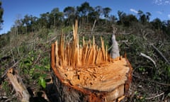 A lrage part of the Amazone has been destroyed and transferred into farmland. The main crops being cultivated are soya, grass for cattle, and maize. Most of the crops are being used for the production of biofuel or exported to the Europe or US for animal<br>A lrage part of the Amazone has been destroyed and transferred into farmland. The main crops being cultivated are soya, grass for cattle, and maize. Most of the crops are being used for the production of biofuel or exported to the Europe or US for animal fodder