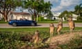 Four burrowing owls on a lawn in a wealthy Florida beach community with a convertible car driving by in the background.