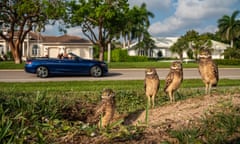 Four burrowing owls on a lawn in a wealthy Florida beach community with a convertible car driving by in the background.