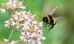 A bumblebee (Bombus pratorum).