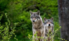 Two European grey wolves (Canis lupus lupus) hunting in a broadleaved forest