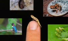 A tiny bat; a frog on a US dime coin; a hand in weed that looks like pea soup, a chameleon on a fingertip; and an iridescent blue hummingbird.