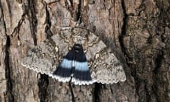 Clifden nonpareil. Its large triangle forewings have grey and beige zigzag patterns and underneath are hindwings of deepest lavender.