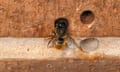 Red mason bee