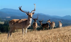 Fallow deer.