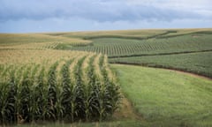 Iowa's Agricultural Economy Under Threat From Trade War With China<br>TIPTON, IA - JULY 13: Corn and soybeans grow on a farm on July 13, 2018 near Tipton, Iowa. Farmers in Iowa and the rest of the country, who are already faced with decade-low profits, are bracing for the impact a trade war with China may have on their bottom line going forward. (Photo by Scott Olson/Getty Images)