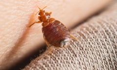 Common bed bug feeding on a human host
