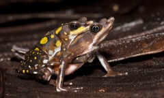 Atelopus longirostris