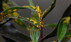 Myrtle rust