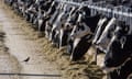 A row of cows stand close together at a farm