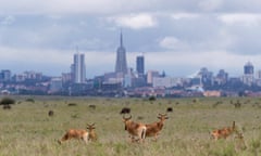 The Nairobi skyline is seen in the background as Hartebeests graze at the Nairobi National Park near Nairobi, Kenya May 12, 2017. REUTERS/Baz Ratner TPX IMAGES OF THE DAY