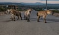 A group of young spotted hyenas on the road outside Harar